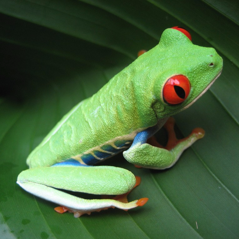 Costa Rican Frog