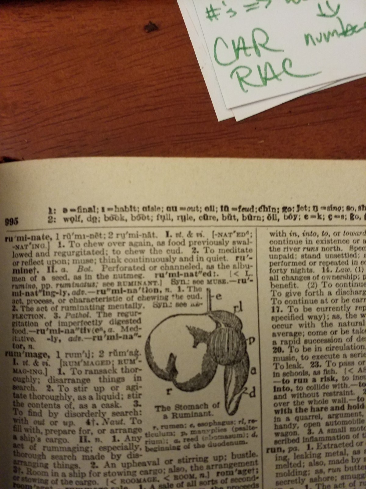 This is how we&nbsp;ruminate…