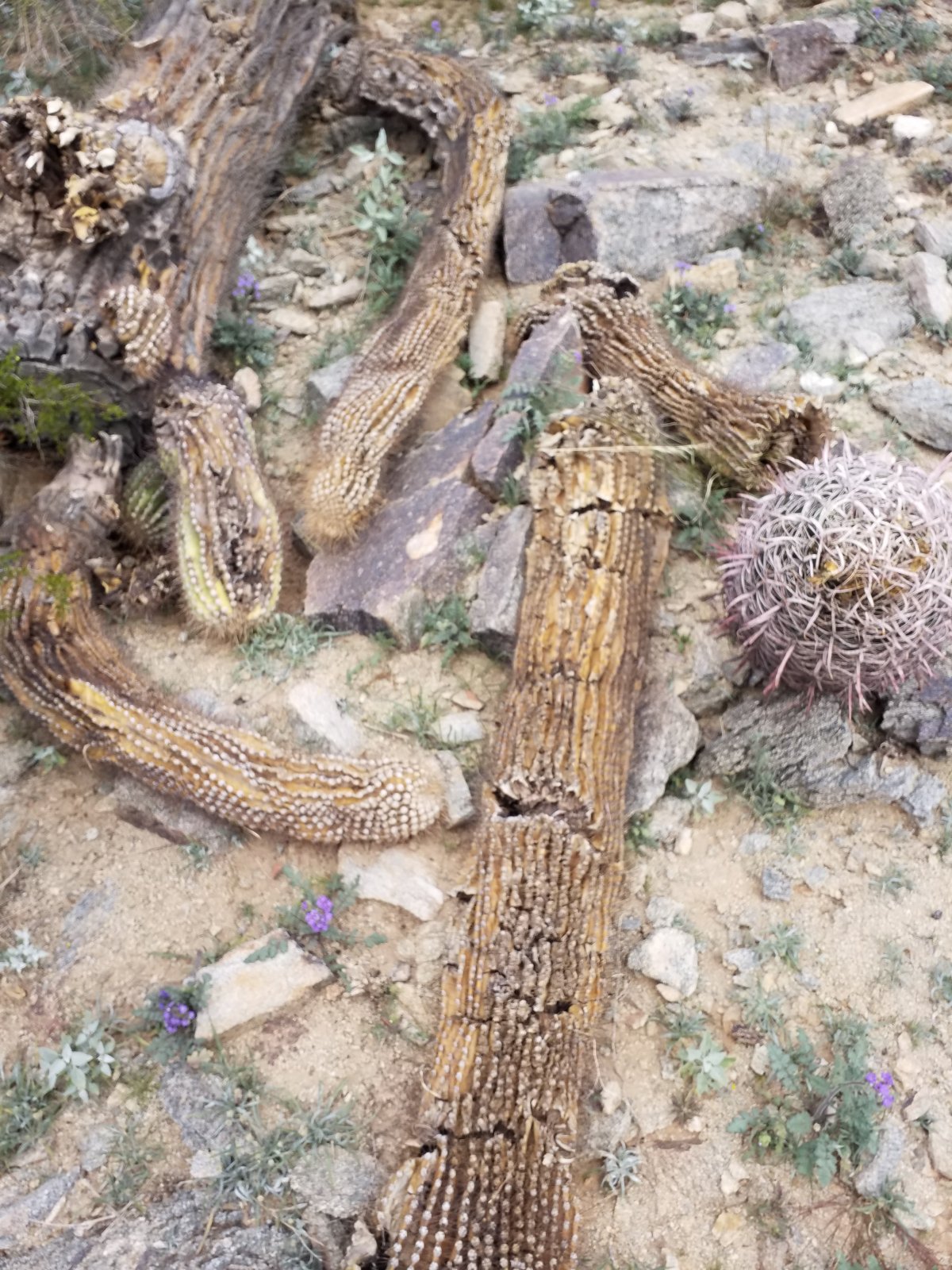 Fie While Effie&nbsp;Rages