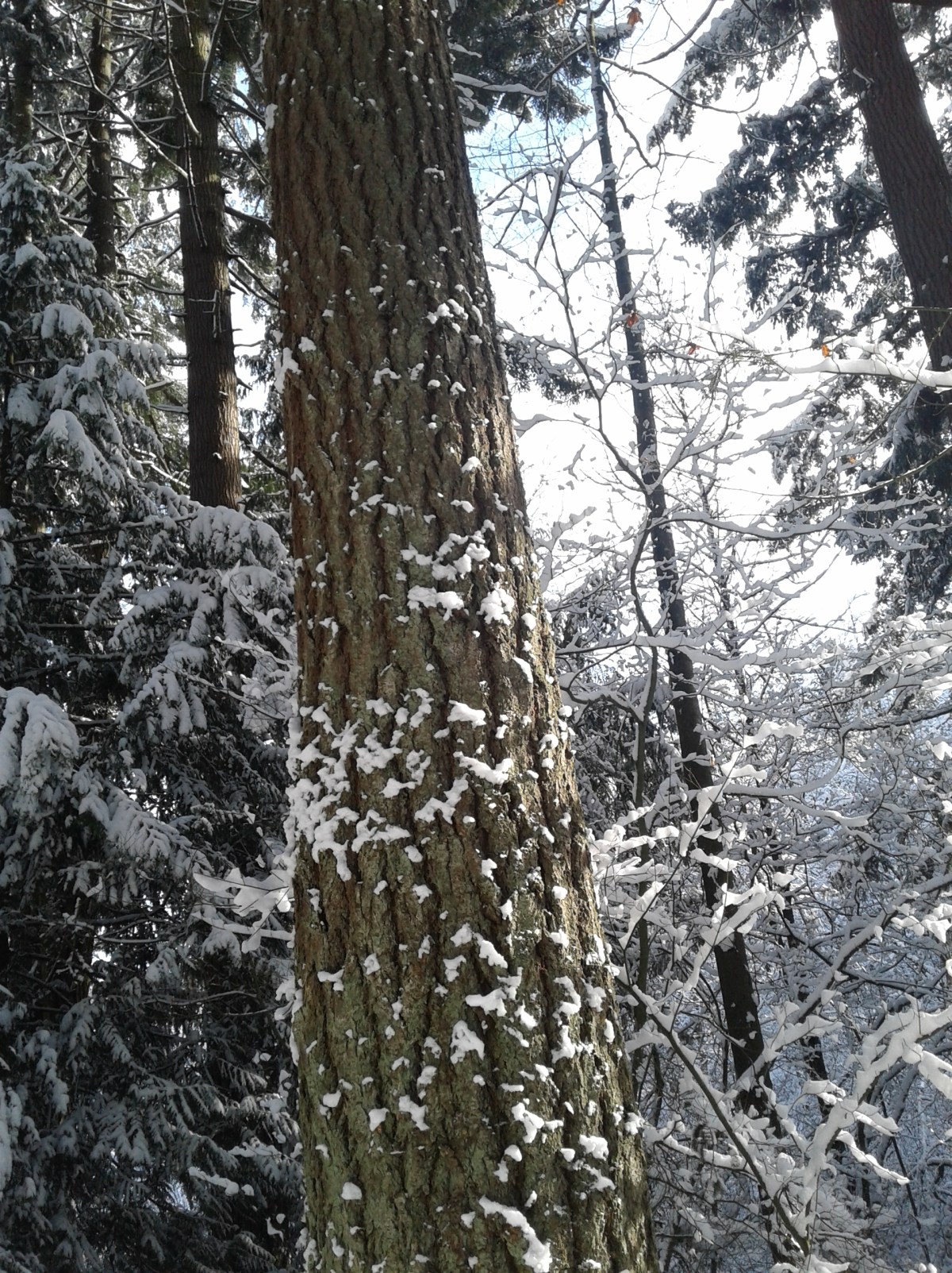 The day the aerobarges&nbsp;arrived