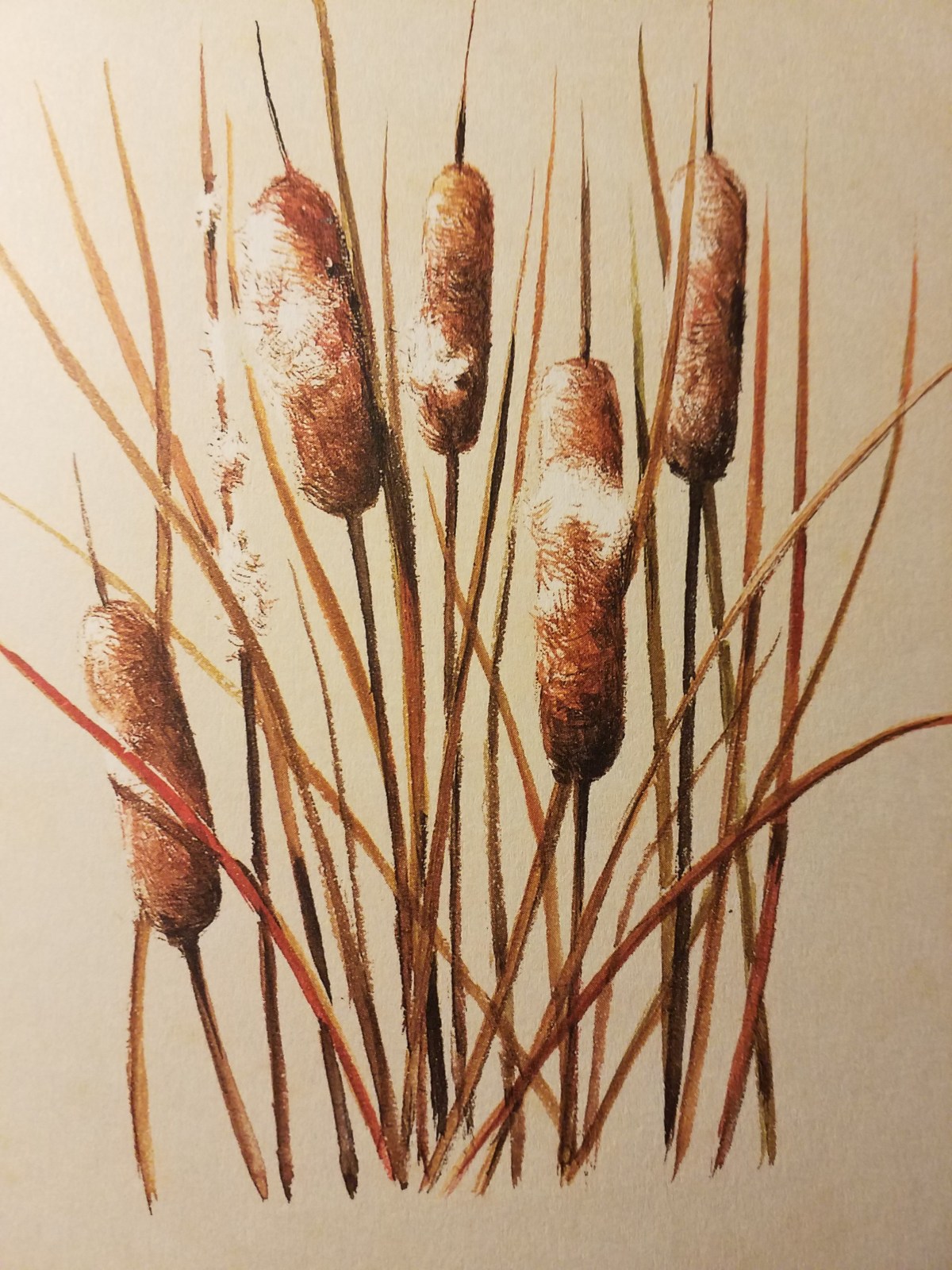 Feathers of eyelashes