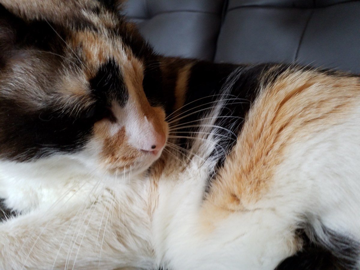 Dinah’s Daughter [Psych⊙]Gnosis