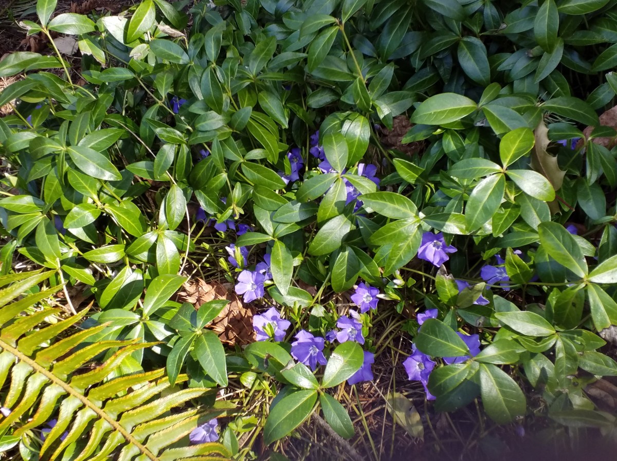 VVöderland Notes from&nbsp;Parçigal