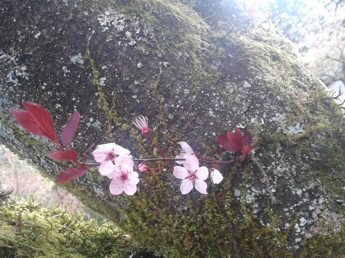 Dining with the&nbsp;whale