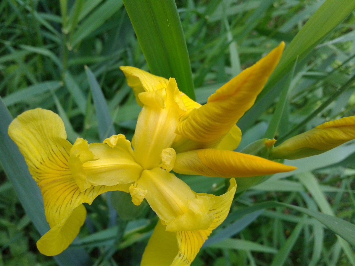 New from the Forest: Throwing Shade &&nbsp;Sunshine