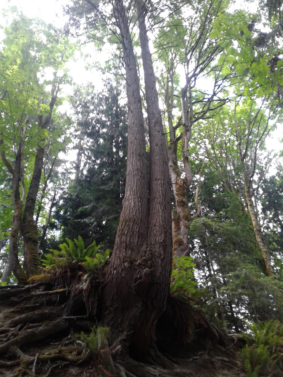 Disposition Reflection