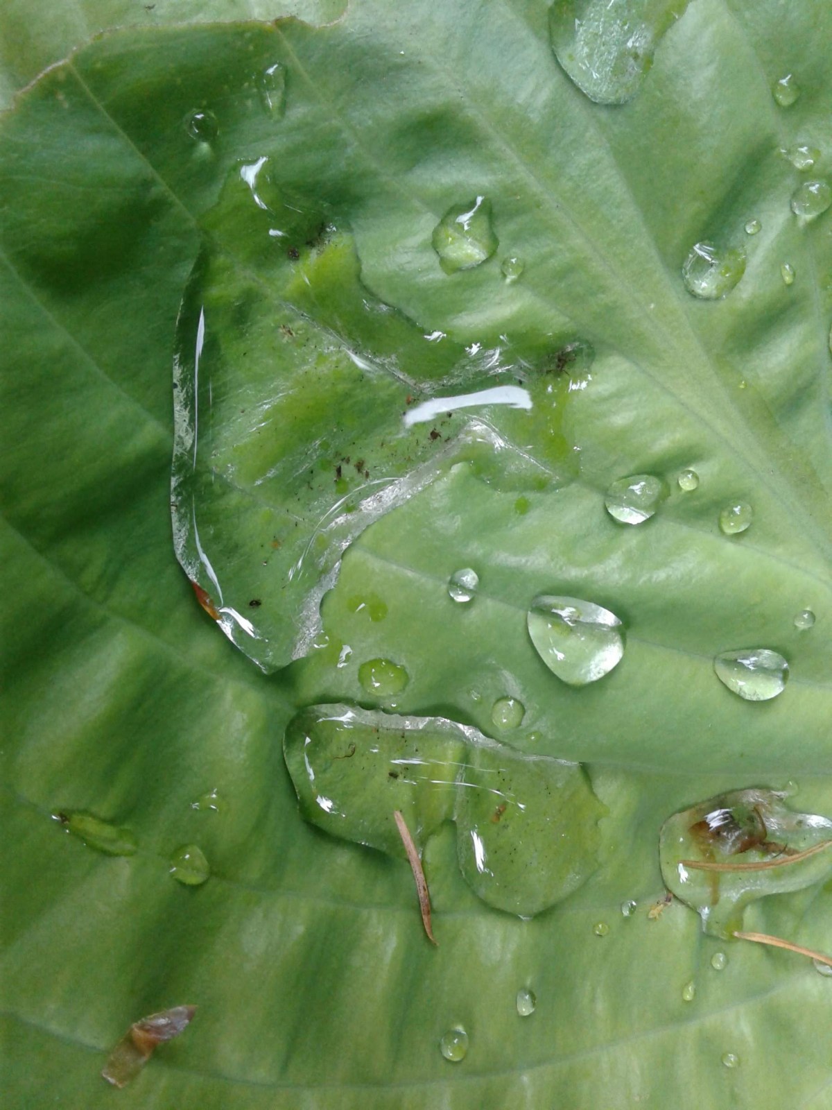 The Nature of the Forest&nbsp;Today