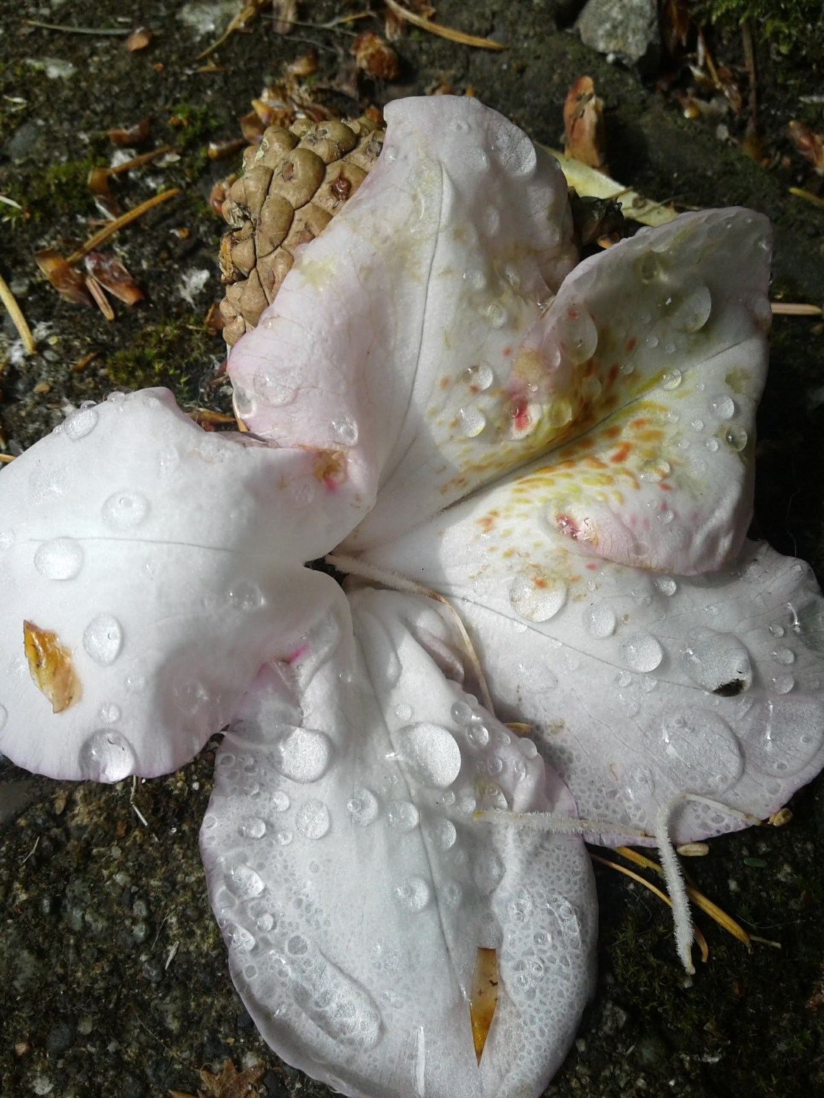 successfully arching