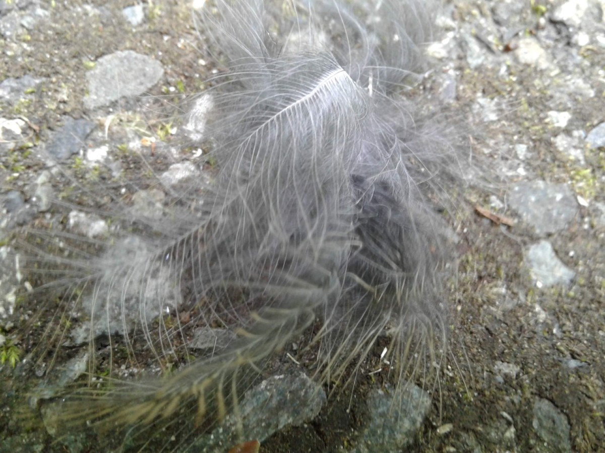 Æ as Vesta&nbsp;In-Skin.