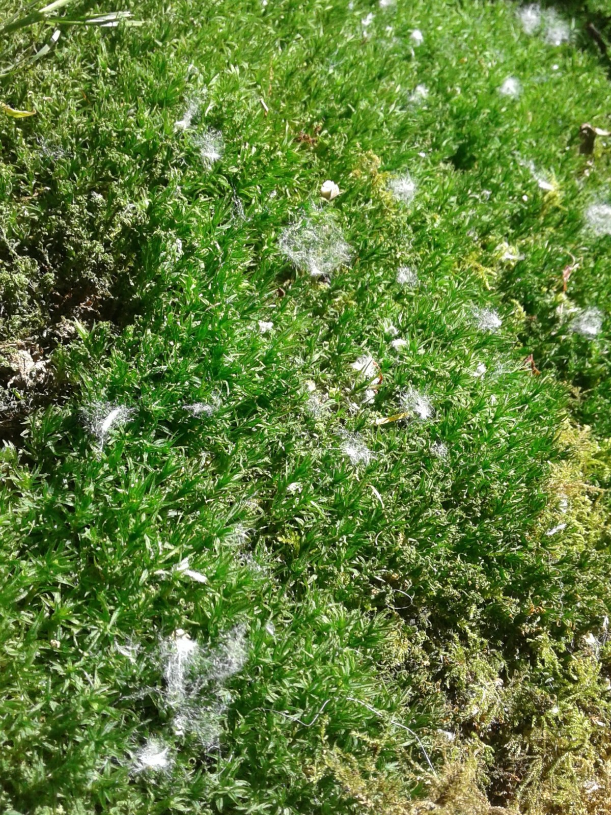 Forest Down: It snowed&nbsp;Cottonwood