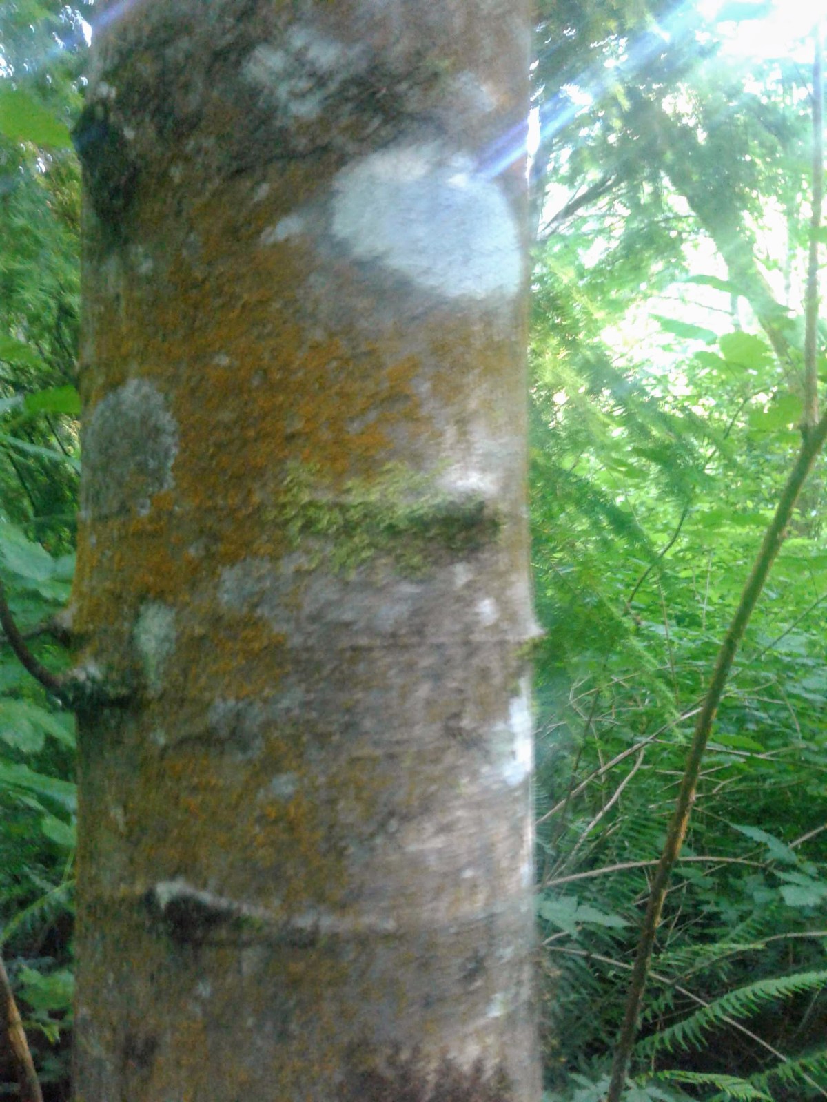 Slapped By The Sun in the&nbsp;Forest