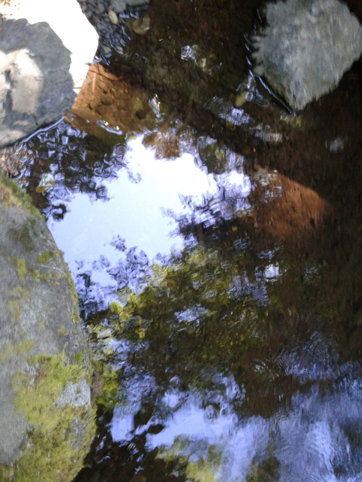 a mile in the&nbsp;woods