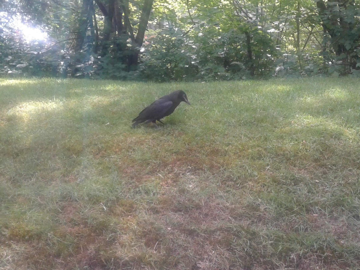 A test woke the&nbsp;crow