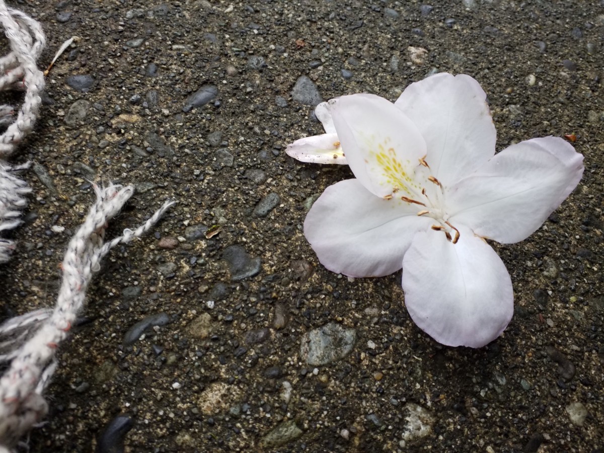 Dreamt the Within from&nbsp;Without