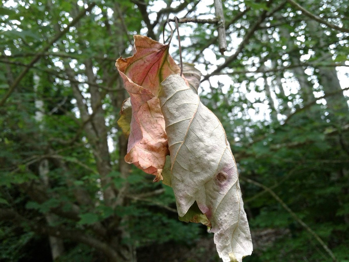 Dancing in the&nbsp;Dark