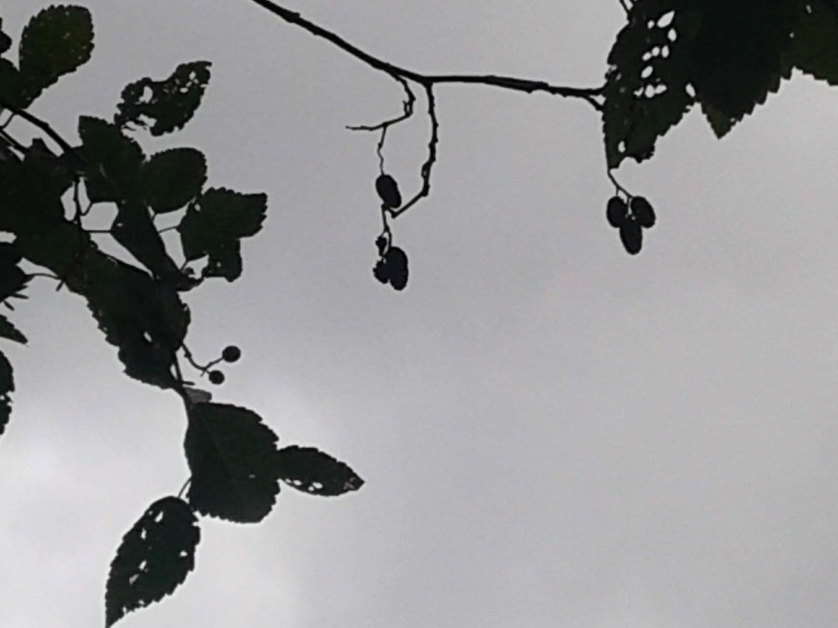 TheWoods Set for Rain&nbsp;Yesterday