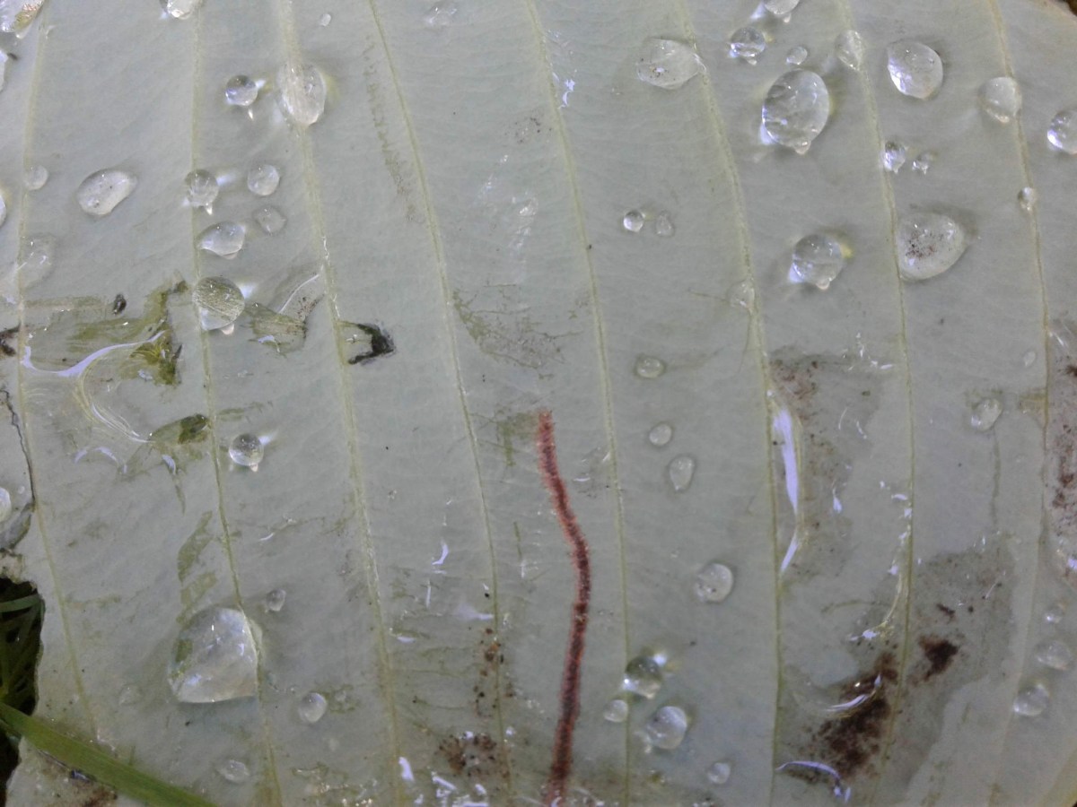 untapped tenterhooks