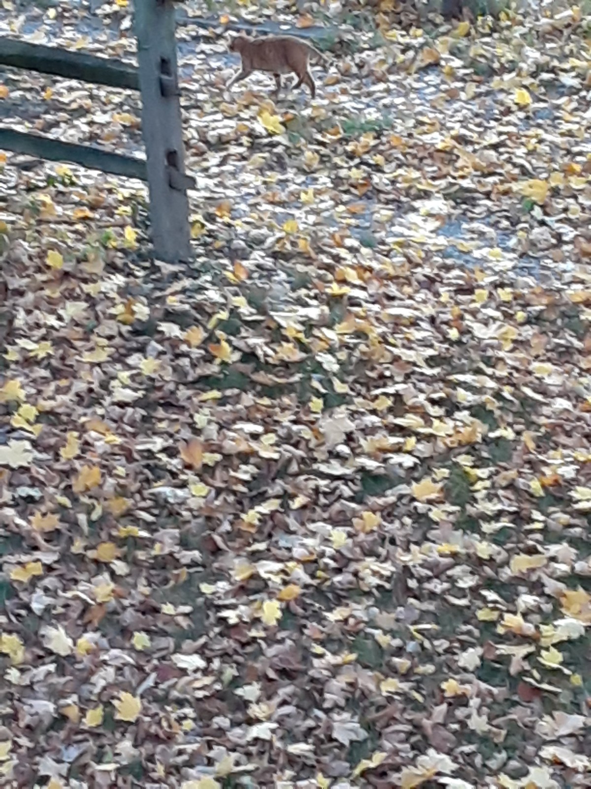 Cats don’t have&nbsp;to