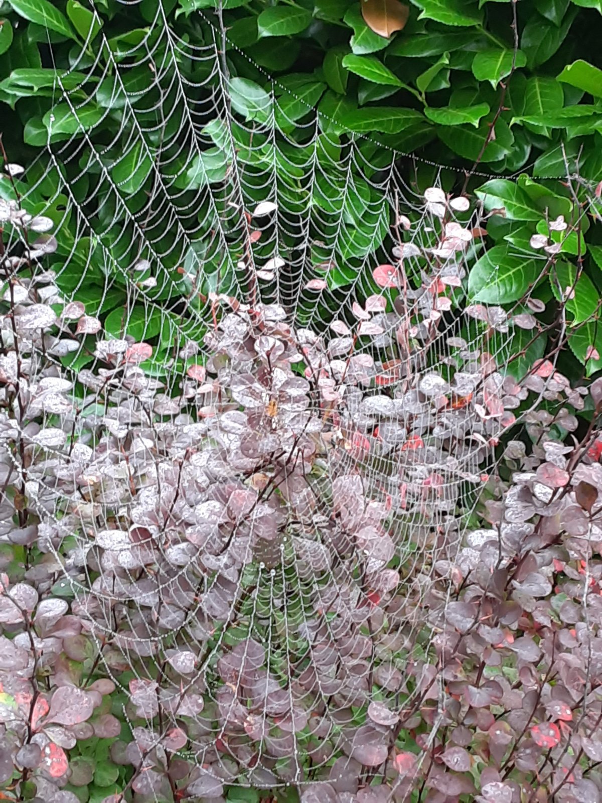 a continent of&nbsp;consonants.