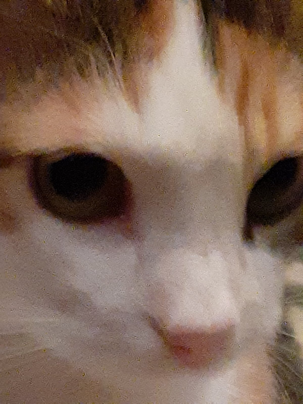 asking a seashell for a&nbsp;sermon.